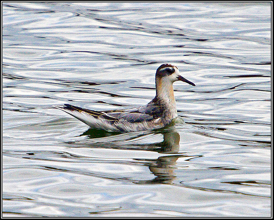 Grey Phalarope, Upton Warren Flashes, 21 September 2010