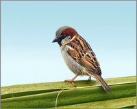 House Sparrow (Passer domesticus), Mallorca, May 2014