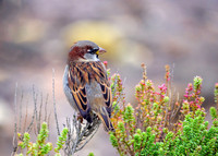 House Sparrow - Passer domesticus, Norfolk, September 2020