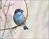 Cock House Sparrow (Passer domesticus), Warwickshire, December 2013