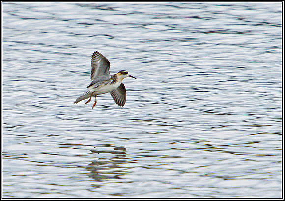 Grey Phalarope, Upton Warren Flashes, 21 September 2010