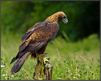 Golden Eagle (Aquila chrysaetos), Gloucestershire, 29 June 2012