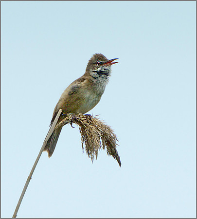 Great Reed Warbler (Acrocephalus arundinaceus), Mallorca, May 2014