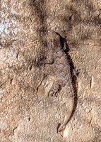 Moorish Gecko – Tarentola Mauritania, Algarve, Portugal, May 2019