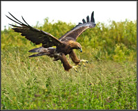 Golden Eagle (Aquila chrysaetos), Gloucestershire, 29 June 2012