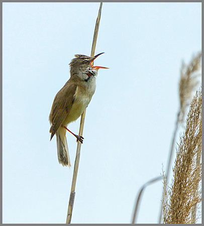 Great Reed Warbler (Acrocephalus arundinaceus), Mallorca, May 2014