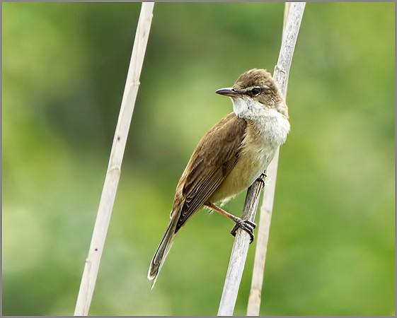 Great Reed Warbler (Acrocephalus arundinaceus), Mallorca, May 2014