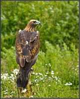 Golden Eagle (Aquila chrysaetos), Gloucestershire, 29 June 2012