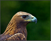 Golden Eagle (Aquila chrysaetos), Gloucestershire, 29 June 2012