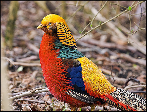 Golden Pheasant, Sculthorpe, April 2009