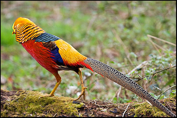 Golden Pheasant, Sculthorpe, April 2009