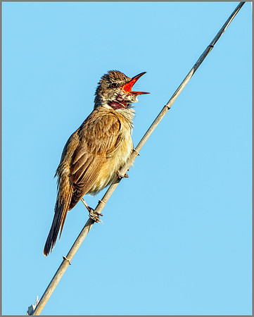 Great Reed Warbler (Acrocephalus arundinaceus), Mallorca, May 2016