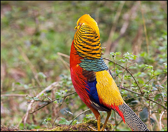 Golden Pheasant, Sculthorpe, April 2009