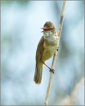 Great Reed Warbler (Acrocephalus arundinaceus), Mallorca, May 2014
