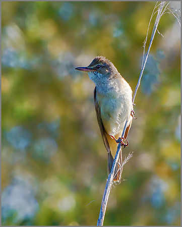 Great Reed Warbler (Acrocephalus arundinaceus), Mallorca, May 2016