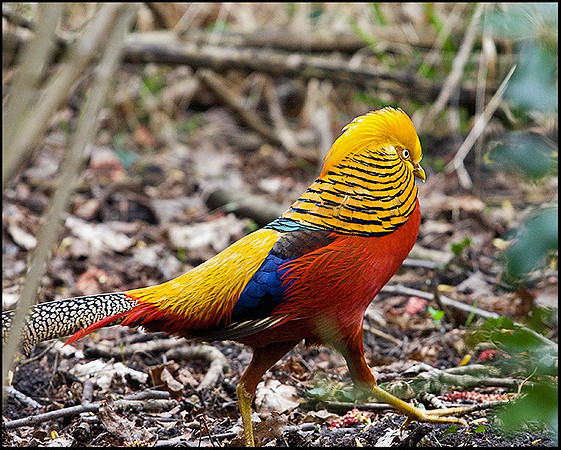 Golden Pheasant, Sculthorpe, April 2009