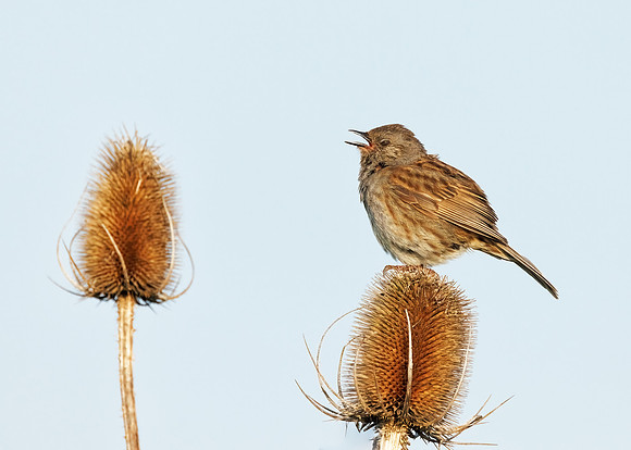 Dunnock - Prunella modularis, Bempton Cliffs, Yorkshire, June 2023