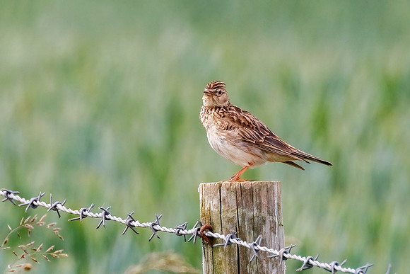 Eurasian Skylark - Alauda arvensis, Yorkshire, June 2023