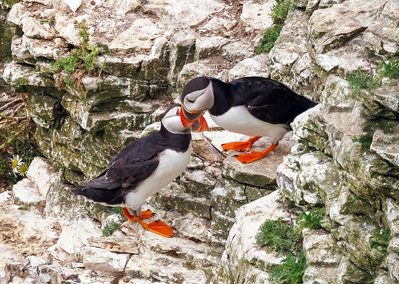 Atlantic Puffins - Fratercula arctica, Yorkshire, June 2023