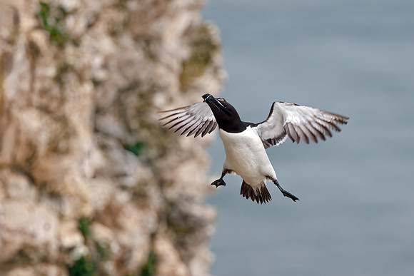Razorbill       - Alca torda, Yorkshire, June 2023