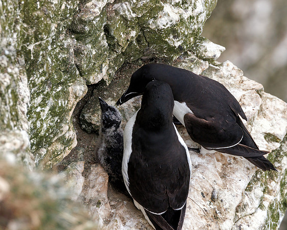 Razorbills - Alca torda, Yorkshire, June 2023