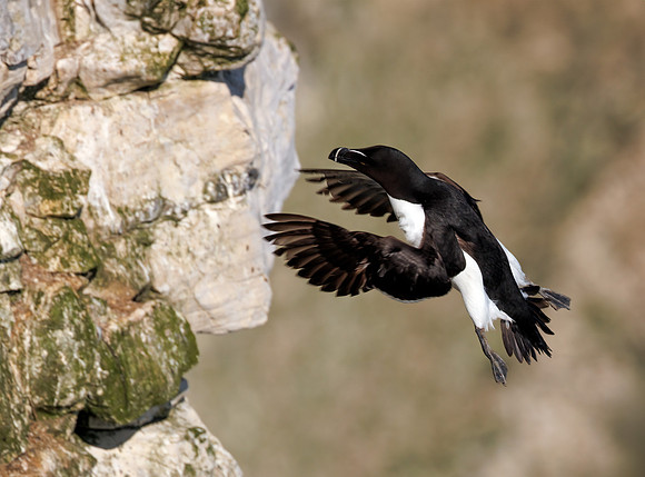 Razorbill - Alca torda, Yorkshire, June 2023
