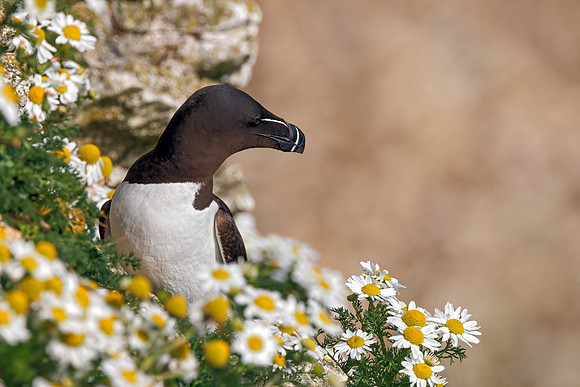 Razorbill - Alca torda, Yorkshire, June 2023