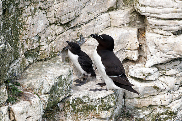 Razorbills - Alca torda, Yorkshire, June 2023