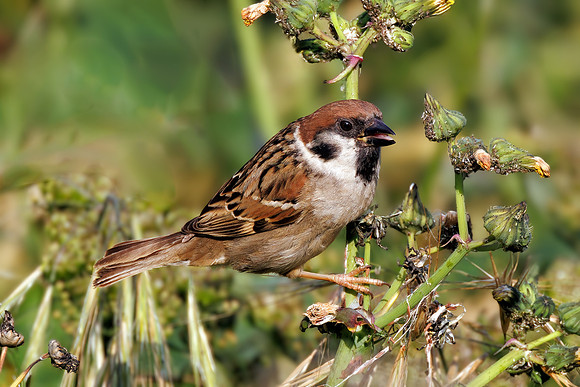 Eurasian Tree Sparrow - Passer montanus, Yorkshire, June 2023