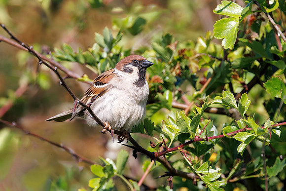 Eurasian Tree Sparrow - Passer montanus, Yorkshire, June 2023