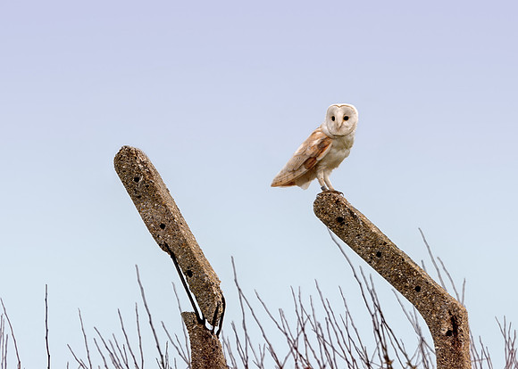 Barn Owl - Tyto alba, Yorkshire, June 2019