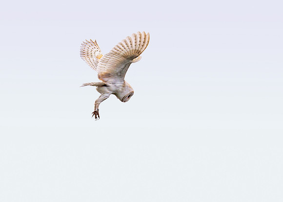 Barn Owl - Tyto alba, Yorkshire, June 2019