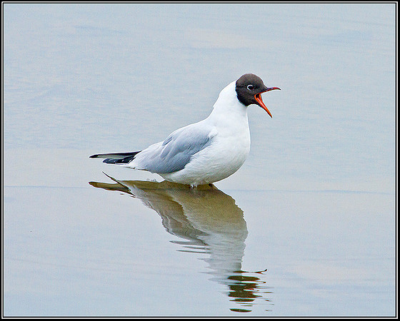 Black-headed Gull, Upton Warren Moors, 14 March 2012
