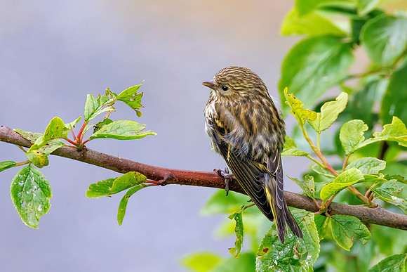 Eurasian Siskin Juvenile - Spinus spinus, Wales, June 2022