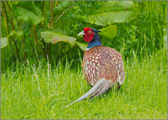Pheasant (Phasianus colchicus), Bempton, June 2014