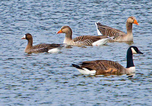 White-fronted Goose (on left), Marsh Lane, March 2011