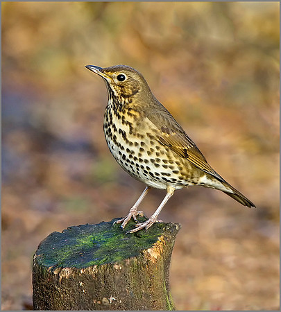 Song Thrush (Turdus philomelos), Warwickshire, December 2013