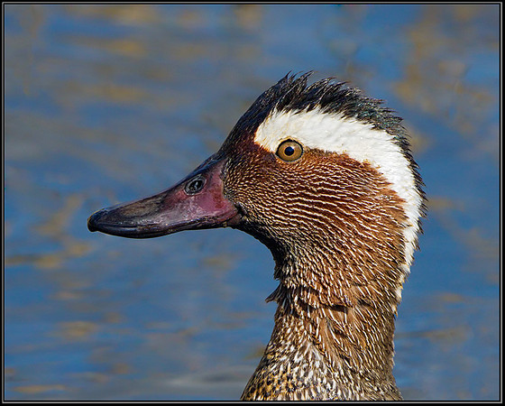 Garganey (Anas querquedula), Forest of Dean, 03 April 2013