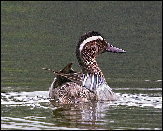 Garganey, Lower Bittell, 14 May 2009