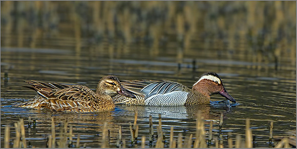 Garganey Ducks (Anas querquedula), Forest of Dean, 03 April 2013 w4