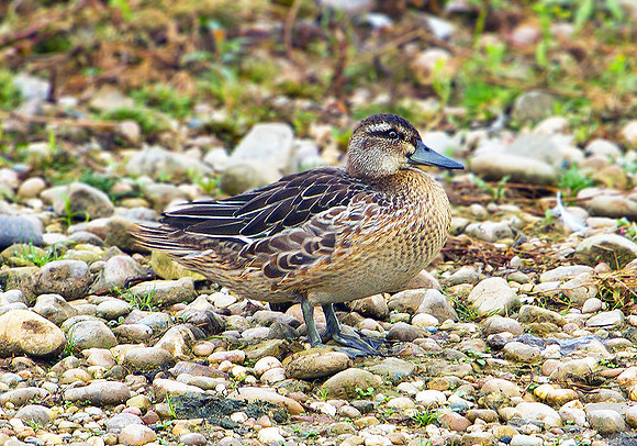 Garganey, Marsh Lane, 21 August 2010