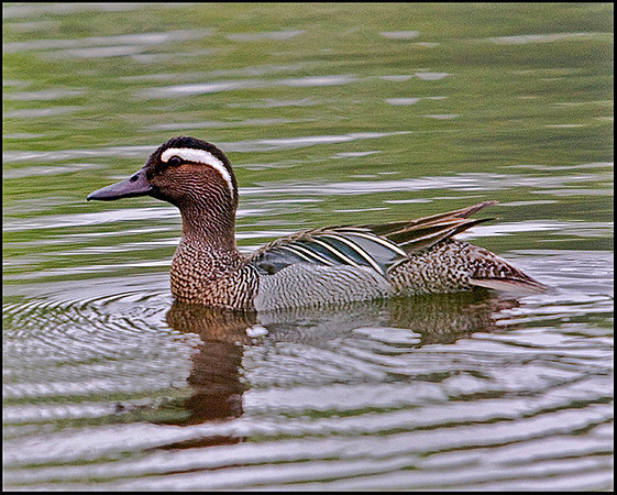 Garganey, Lower Bittell, 14 May 2009