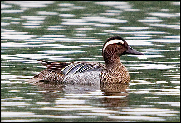 Garganey, Lower Bittell, 14 May 2009