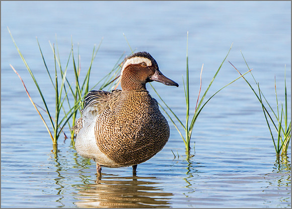 Drake Garganey (Anas querquedula), Mallorca, May 2015
