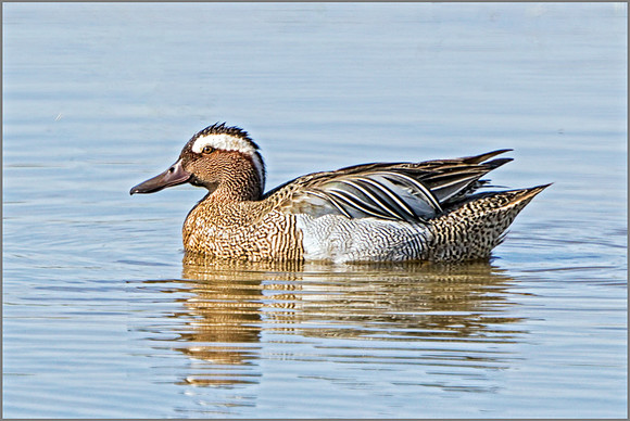 Drake Garganey (Anas querquedula), Mallorca, May 2015