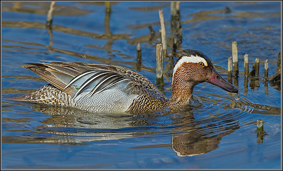 Drake Garganey (Anas querquedula), Forest of Dean, 03 April 2013 wb