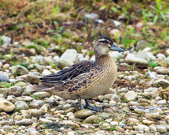 Garganey, Marsh Lane, 21 August 2010