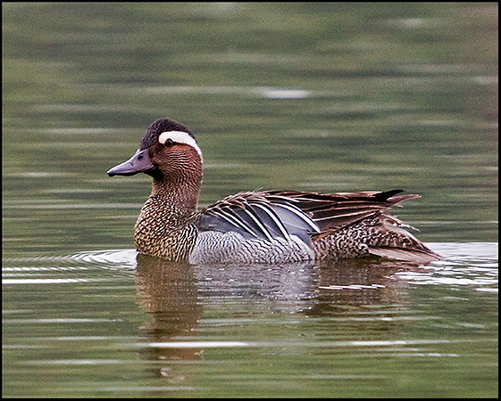 Garganey, Lower Bittell, 14 May 2009