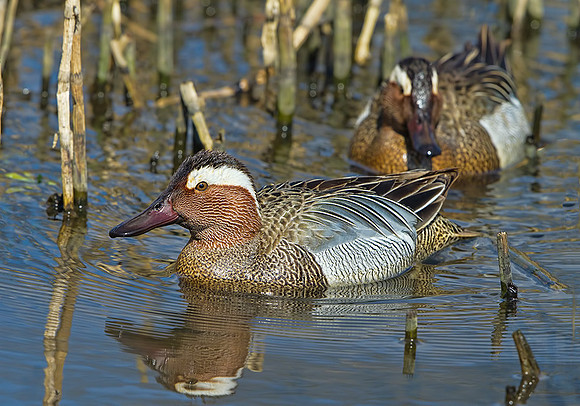 Drake Garganey Ducks (Anas querquedula), Forest of Dean, 03 April 2013