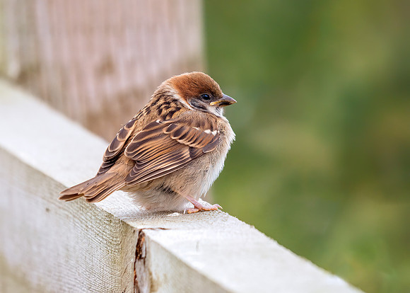 Eurasian Tree Sparrow - Passer montanus, Yorkshire, June 2019